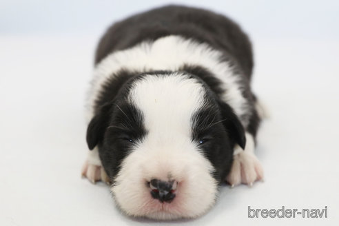 成約済の神奈川県のボーダーコリー-372871の3枚目